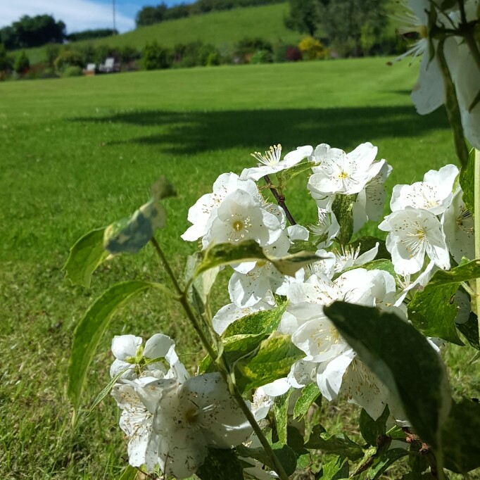 plant image 170553 plant image 170553
