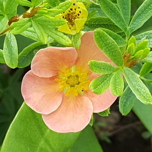Plant image Potentilla atrosanguinea 'Argyrophylla'