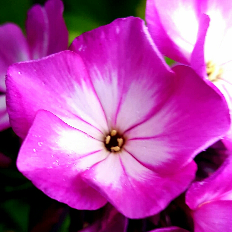Plant image Phlox paniculata 'Purple Kiss'