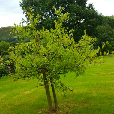 Prunus Domestica 'Ruth Gerstetter'