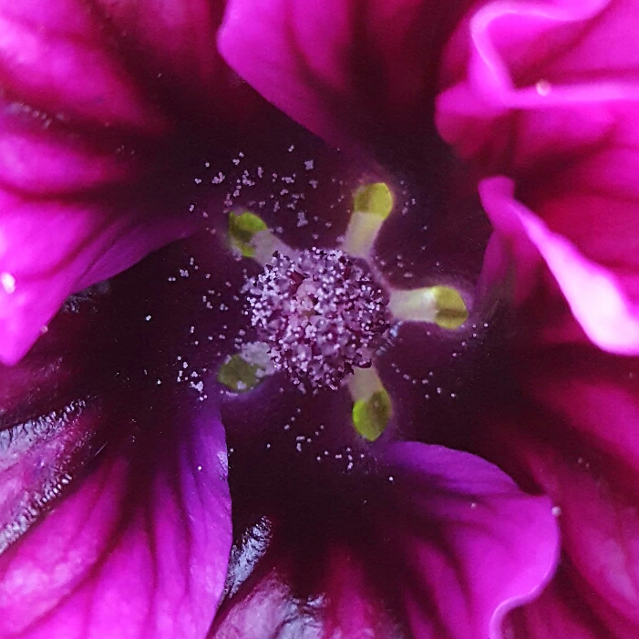 Plant image Malva sylvestris 'Mauritiana'