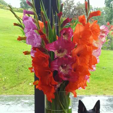 Gladiolus