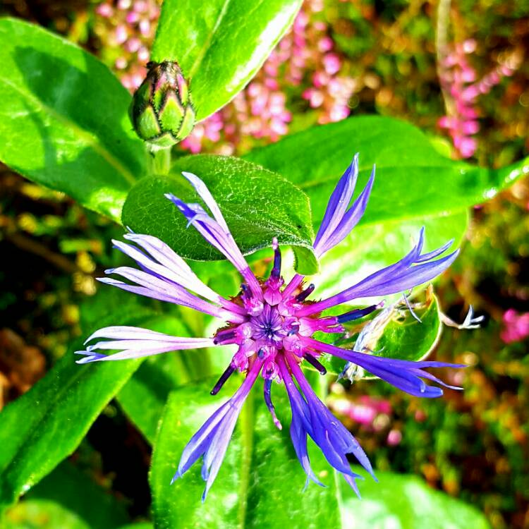 plant image 220462 plant image 220462