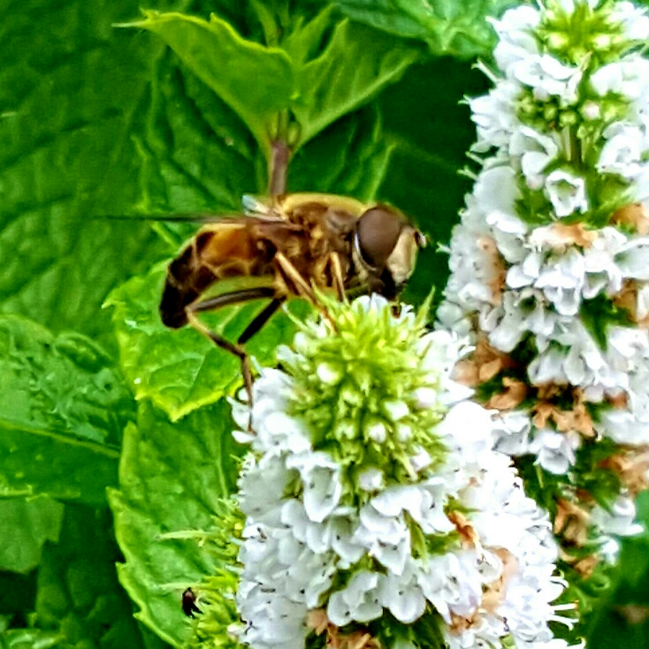 plant image 227980
