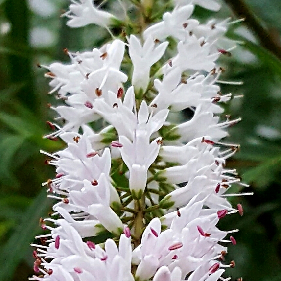 plant image 246948
