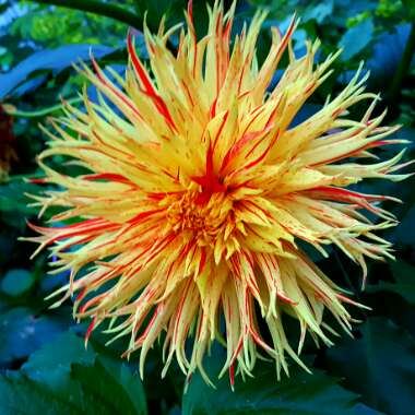 Dahlia