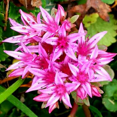 Sedum Spurium 'Fuldaglut'