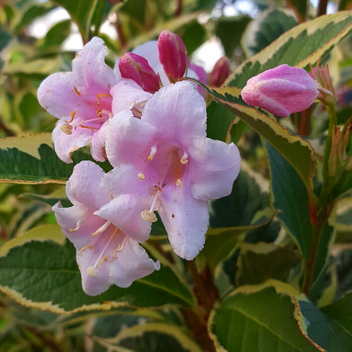 plant image 253468