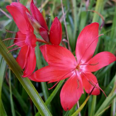 Hesperantha coccinea  syn. Schizostylis coccinea