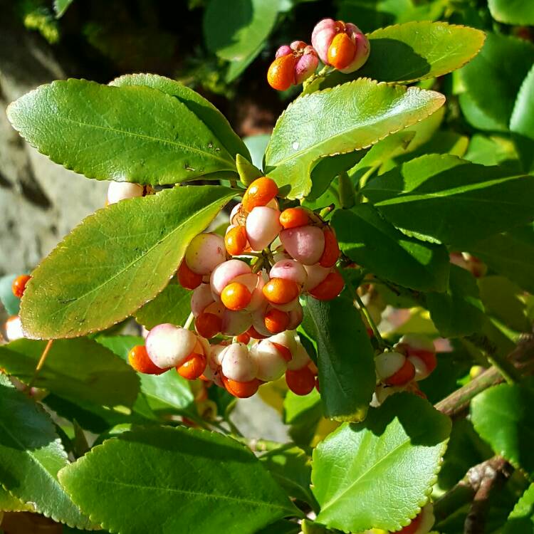 Plant image Euonymus europaeus