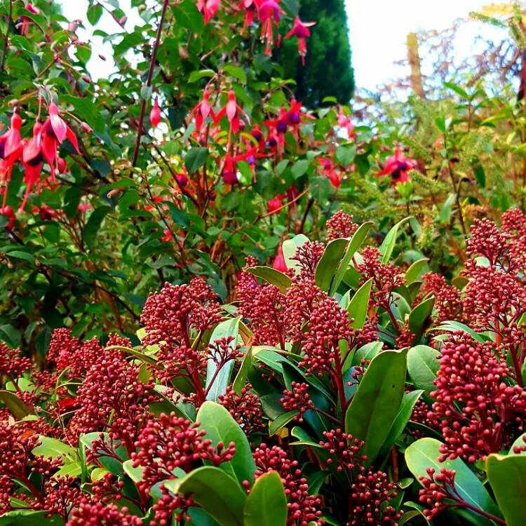 plant image 273654