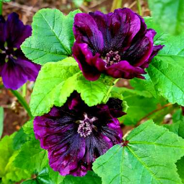 Malva sylvestris 'Mauritiana'
