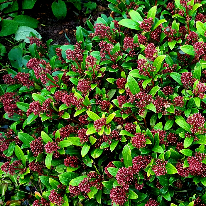 plant image 287832