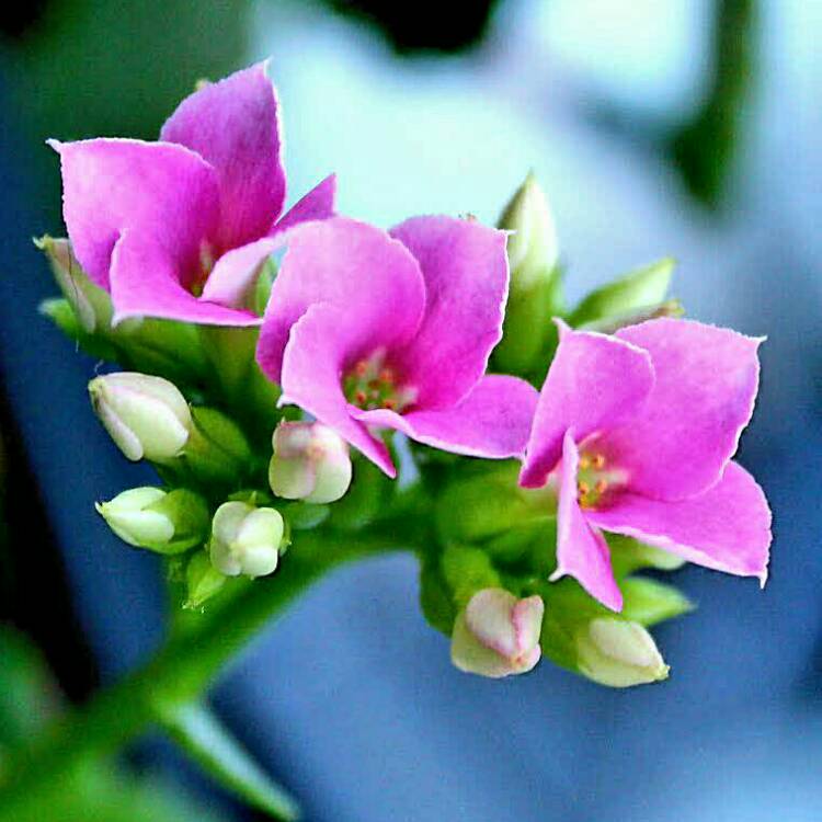 Plant image Kalanchoe blossfeldiana 'Red'