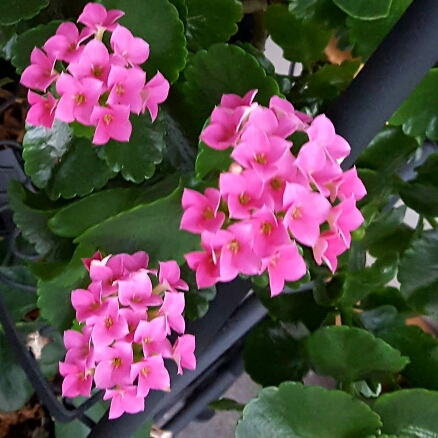 plant image 298677 plant image 298677