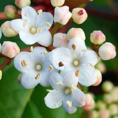 Viburnum tinus 'Gwenllian'