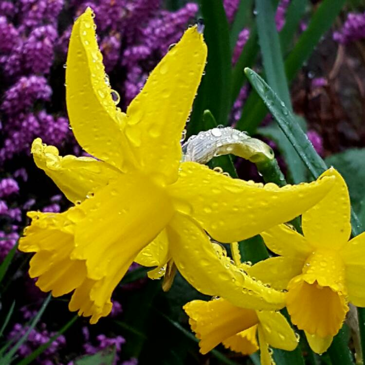 Plant image Narcissus 'Golden Ducat'
