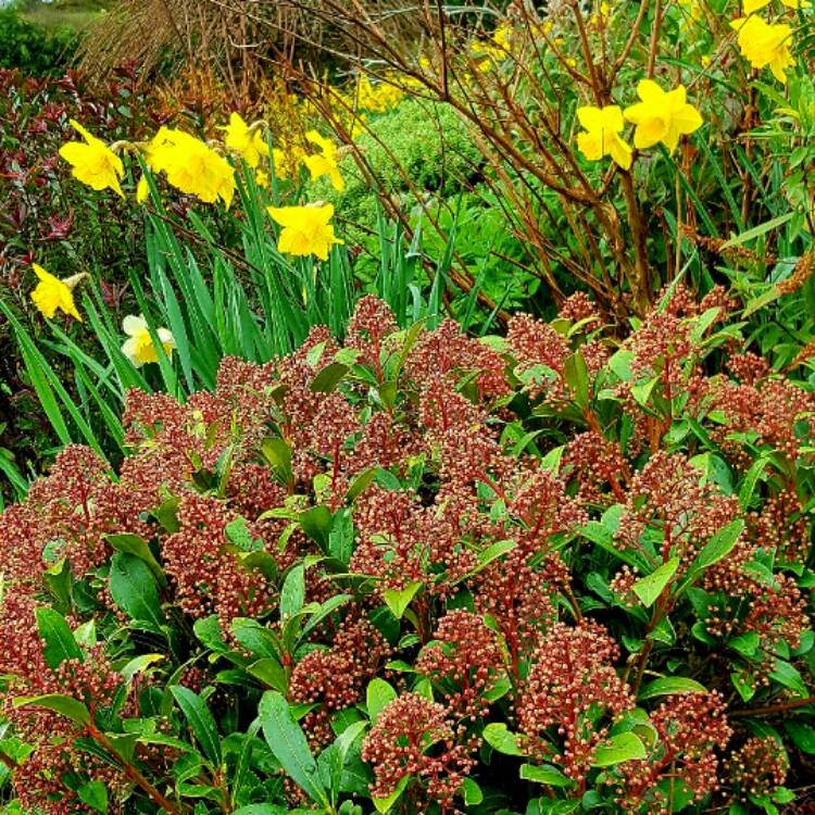 plant image 335166