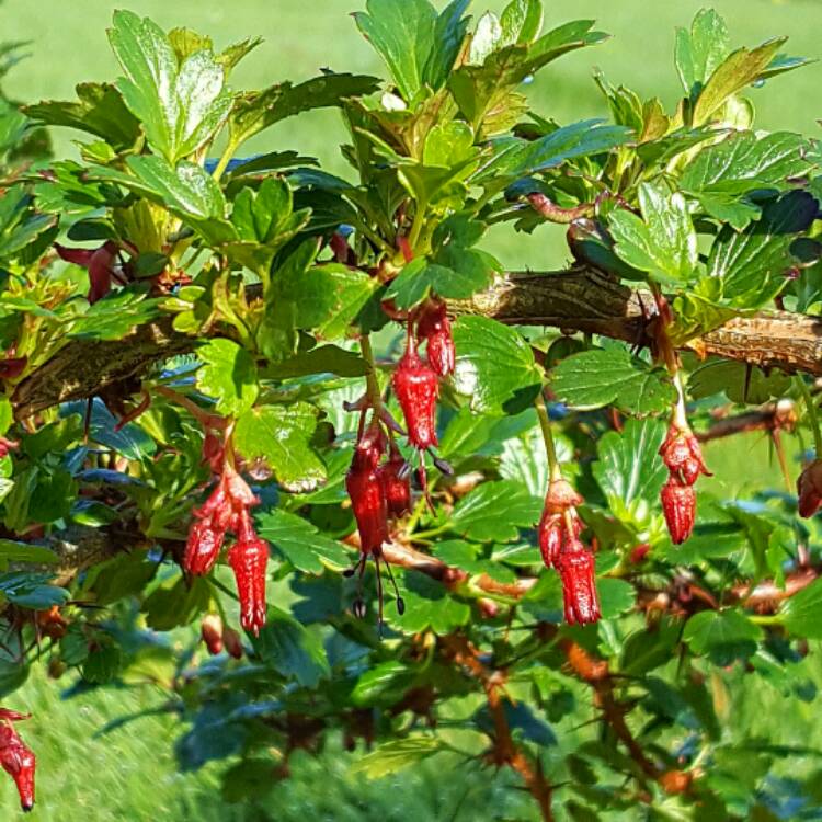 plant image 340015