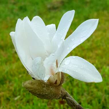 Magnolia stellata