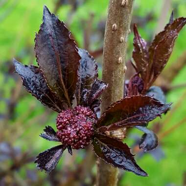 Sambucus nigra f. porphyrophylla 'Eva' syn. Sambucus nigra f. porphyrophylla 'Black Lace', Sambucus nigra 'Black Lace'