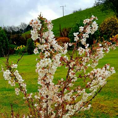 Prunus