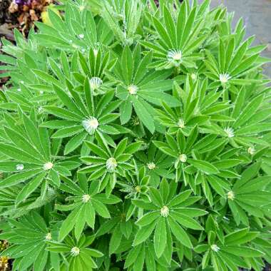 Lupinus