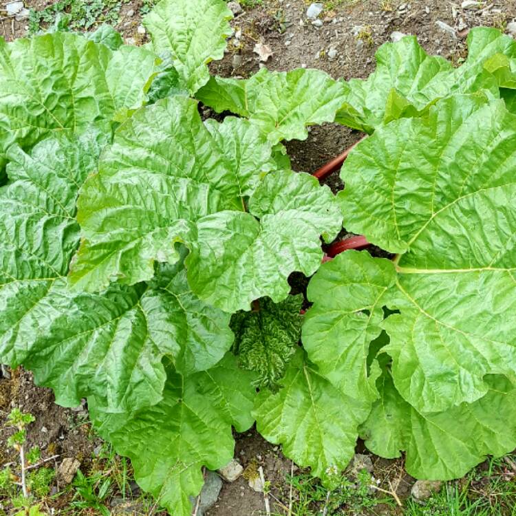 plant image 361094