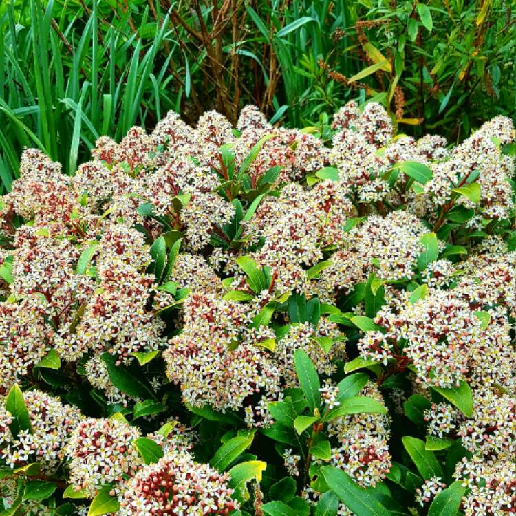 plant image 362051