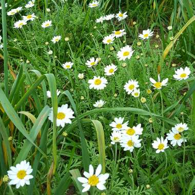 Anthemis punctata subsp. cupaniana. syn. Anthemis cupaniana