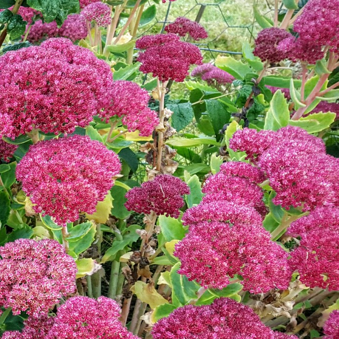 Sedum Spectabile