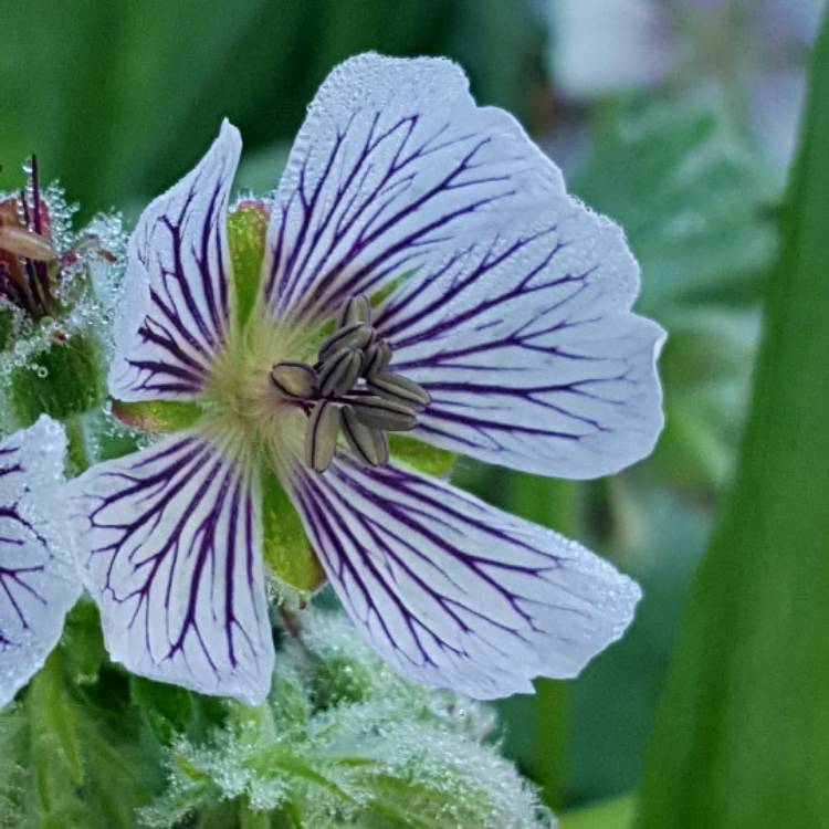Plant image Geranium renardii