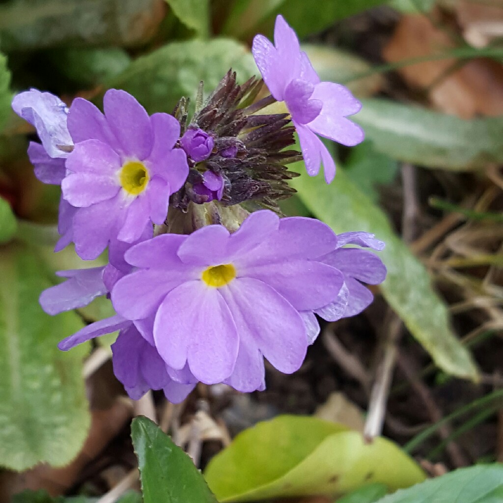 Plant image Primula marginata 'Linda Pope'