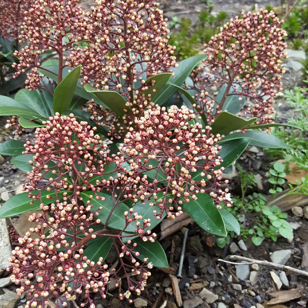 plant image 41934