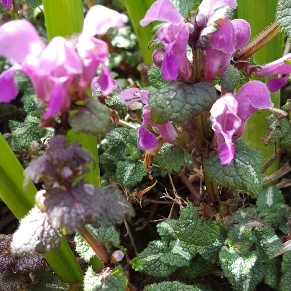 plant image 43826