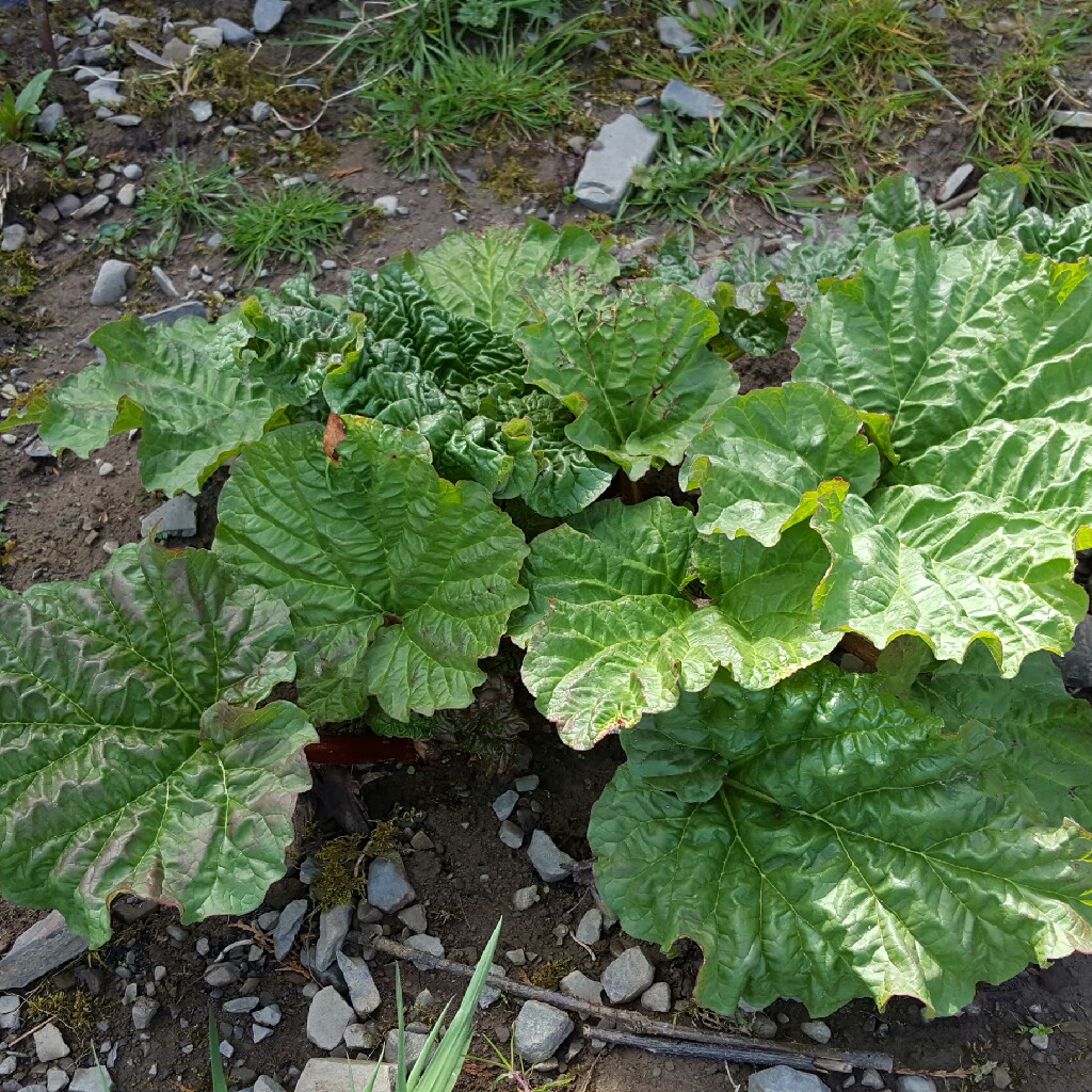 plant image 43831