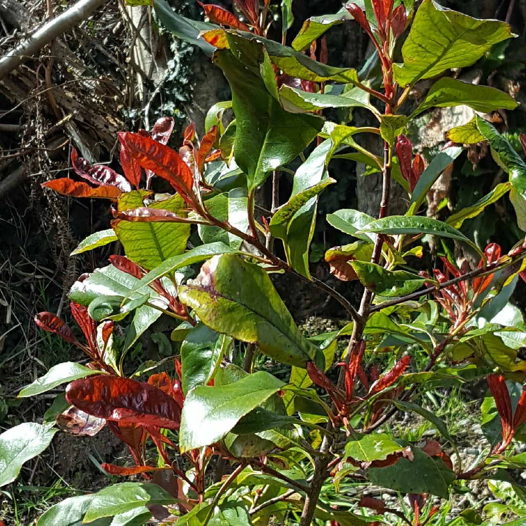 plant image 43952