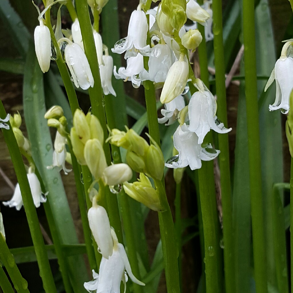 plant image 43973 plant image 43973