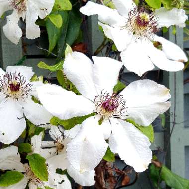 Clematis (Pruning Group 2)