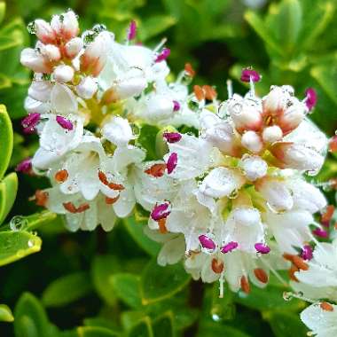 Hebe 'White Heather'