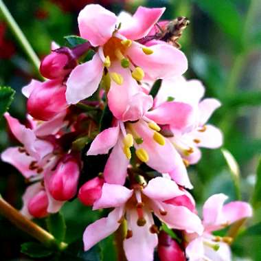 Escallonia