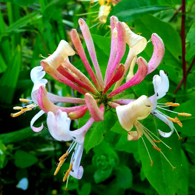 Plant image Lonicera 