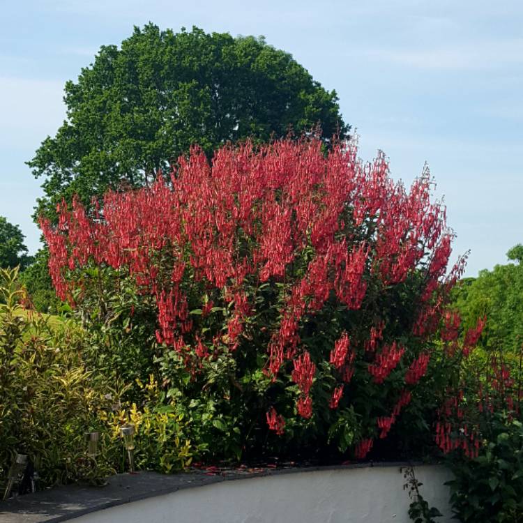 plant image 457700