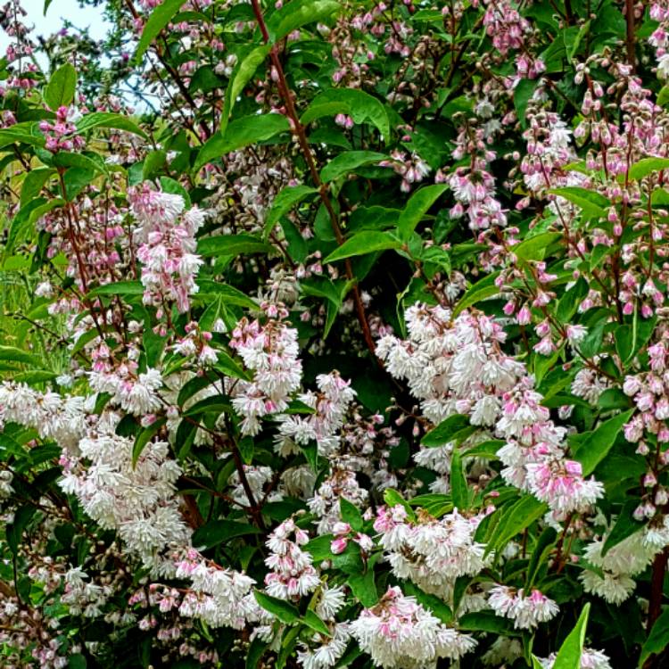 Plant image Deutzia x rosea