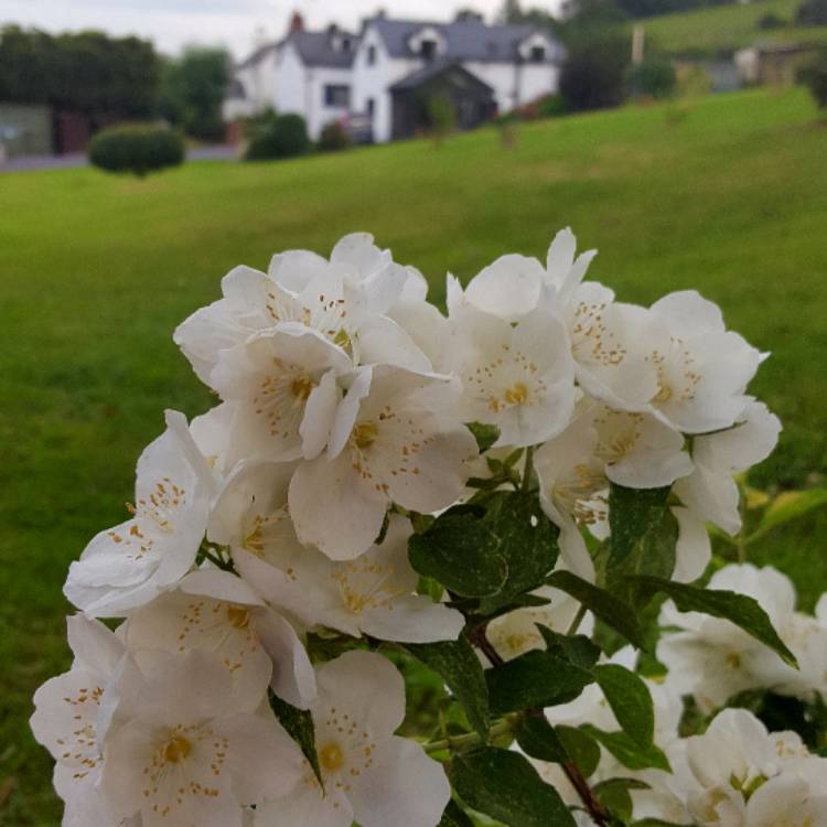 Plant image Philadelphus 'Innocence'