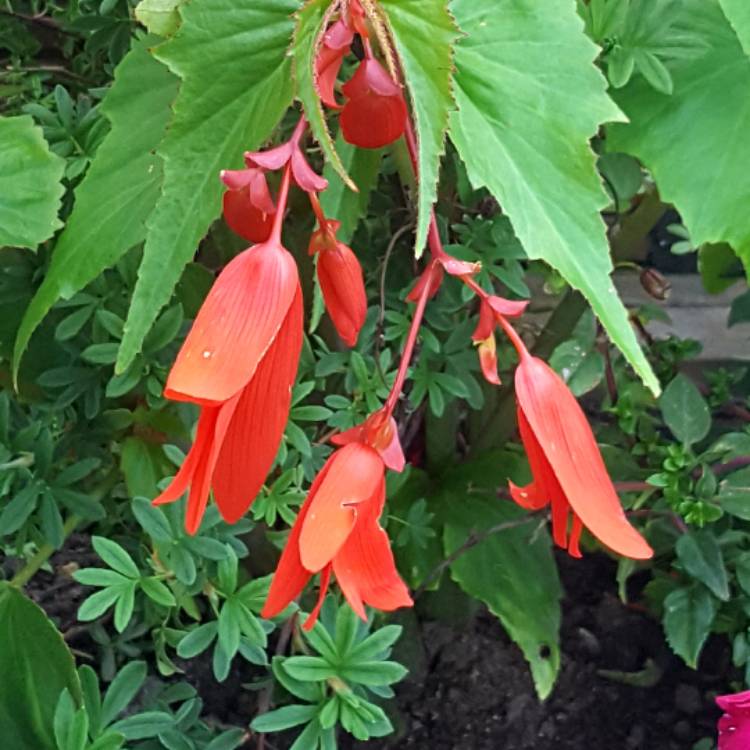 Plant image Begonia boliviensis 'San Francisco'
