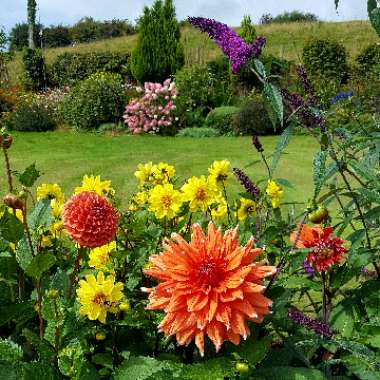 Dahlia 'Duet'