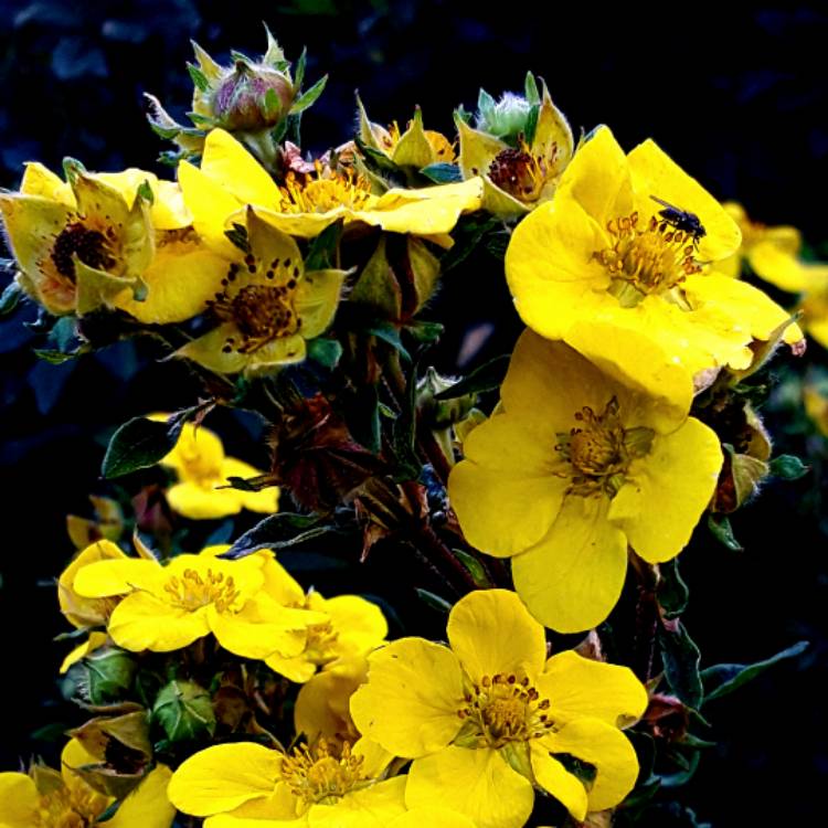 plant image 540351