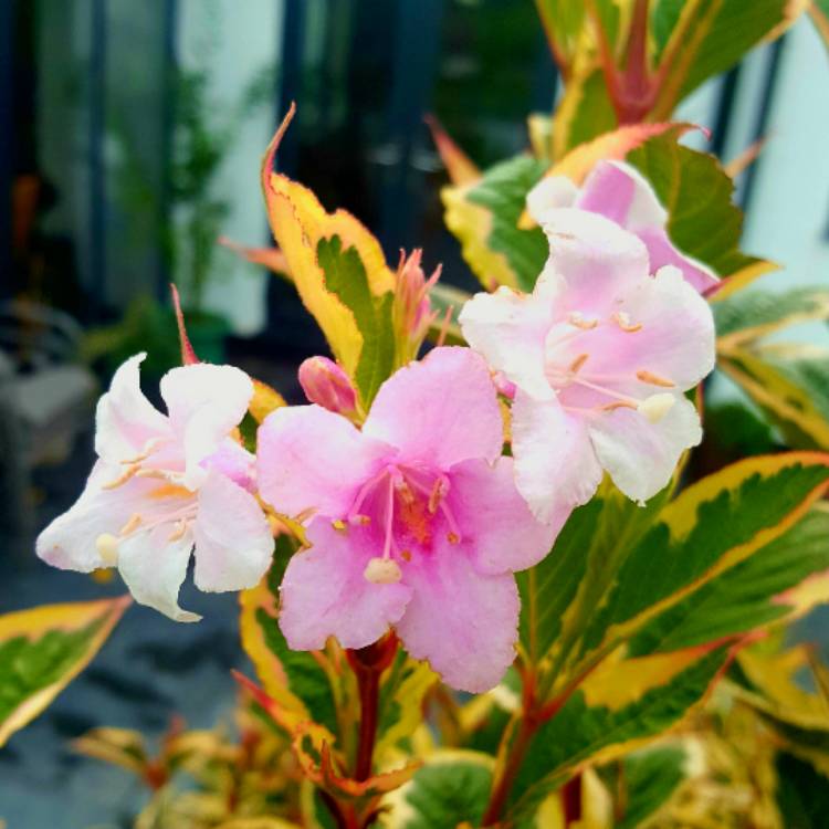 plant image 541521