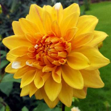Dahlia